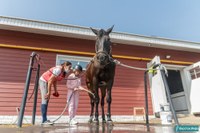 Безупречный контакт с животным.